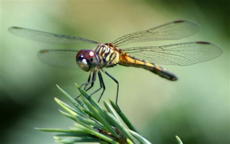 Hordes Of Dragonflies Are Showing Up On Cleveland Doppler