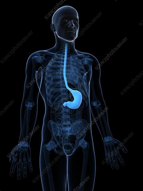 Healthy Stomach Artwork Stock Image F0062511 Science Photo Library