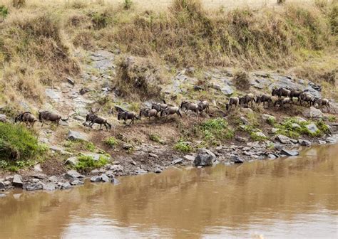 Wildebeest Crossing The Mara River Stock Photo Image Of Herd River