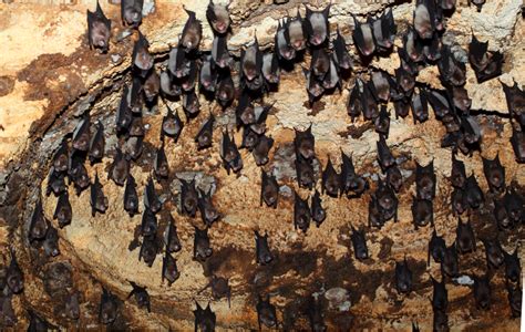 Images Of Bats In A Cave Room Pictures And All About Home Design Furniture