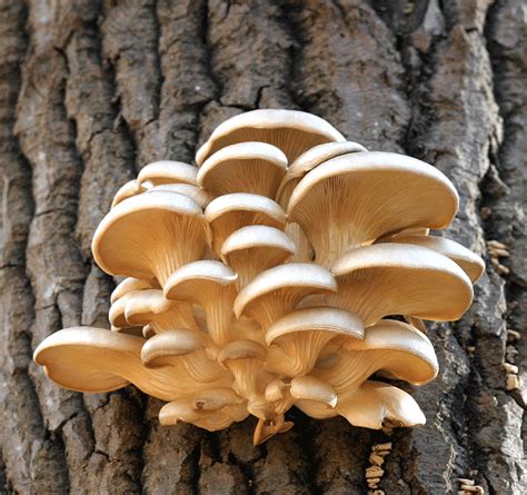 Oyster Mushroom Pleurotus Ostreatus On Tree Trunk Download