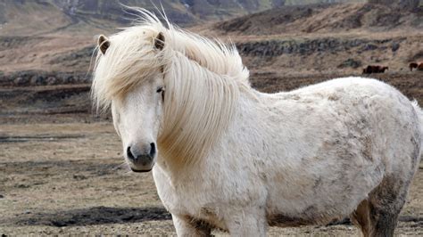 Icelandic Horses Are Just The Coolest Did You Know That Icelandic