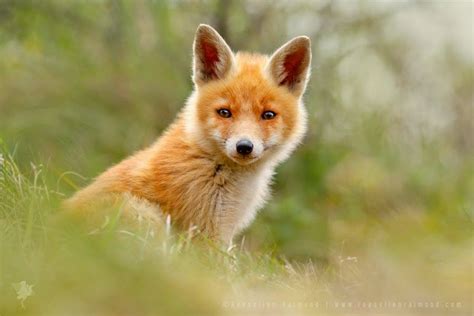 Talented Wildlife Photographer Takes Stunning Pictures Of Foxes