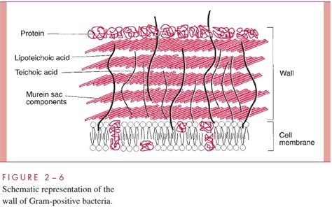 Cell Wall Bacterial Structures