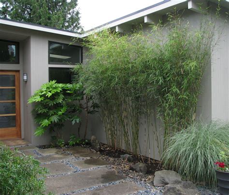 Clumping Bamboo Garden Ideas Clumping Bamboo Landscape Privacy