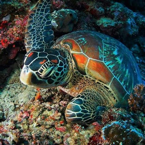 I am professional artist and this is not a print or copy of other artworks. so beautiful | Baby sea turtles, Ocean turtle, Sea turtle