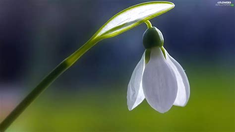 Snowdrop Flowers Wallpapers 1920x1080
