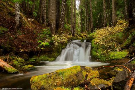 Download Wallpaper Forest Small River Trees Waterfall Free Desktop