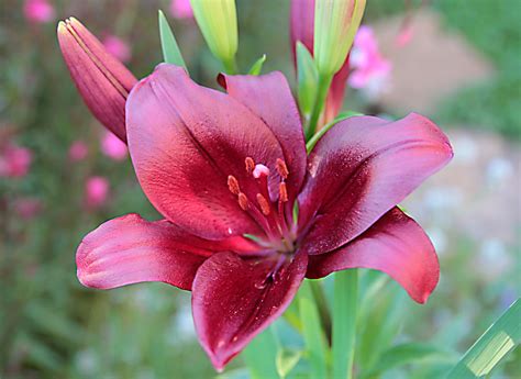 Lilies Lily Flower Free Photo On Pixabay Pixabay