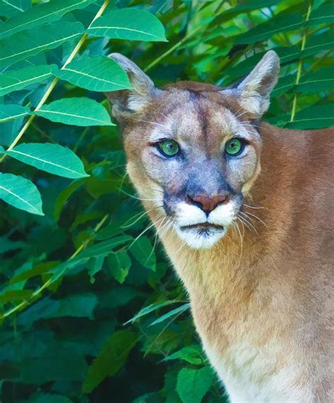 Cougar With Green Eyes Photograph By Delores Knowles