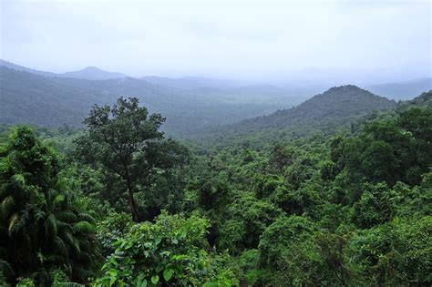 Nyungwe Forest National Park Stunningtravel
