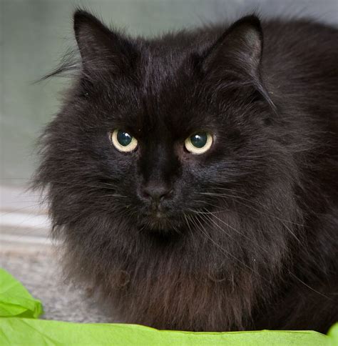 Fluffy Black Cat Silhouette ~ Cat Silhouette Fluffy Vector Bodenuwasusa