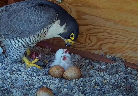 Two Chicks Hatched For The Peregrine Falcon Living Atop Udem Tower