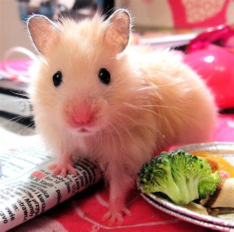 37 Small Cute And Lovely Pictures Of Hamsters