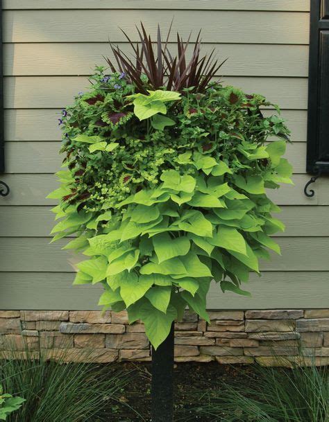 Potato Vine Is Always A Good Trailing Plant Love Using It In The