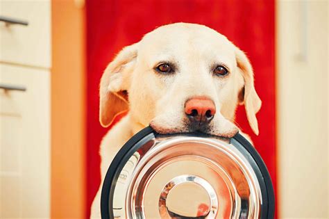 Happy Meals Whats The Right Food Bowl For Your Pet Beverly Hills