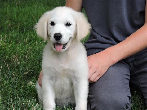 If you obtain the dog from its time as a puppy, then you should immediately put it through training to form a strong bond with your dog and teach it the basics. Golden Retriever Puppies For Sale | Phoenix, AZ #235083
