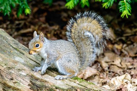 Nature Notes Eastern Gray Squirrel Harpswell Heritage Land Trust