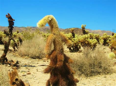 Video 4k e hd pronti per qualsiasi montaggio video digitale. Cholla Cactus Garden (Joshua Tree National Park) - All You ...