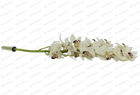 Novelties, specials, sale and favourites. Cymbidium (Holland) White (1 Stalk) | Wholesale fresh ...