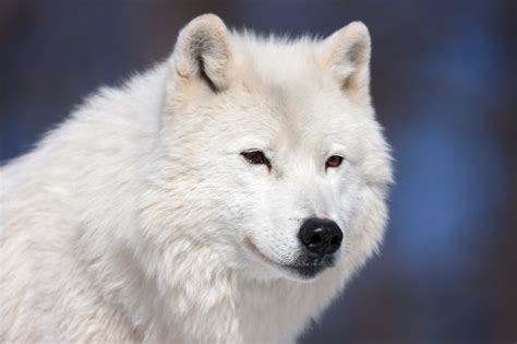 Arctic Wolf Closeup Fine Art Wildlife Photo Print Photos By Joseph C