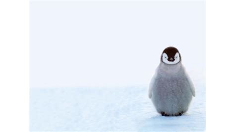 Cute Penguin Backgrounds 48 Pictures