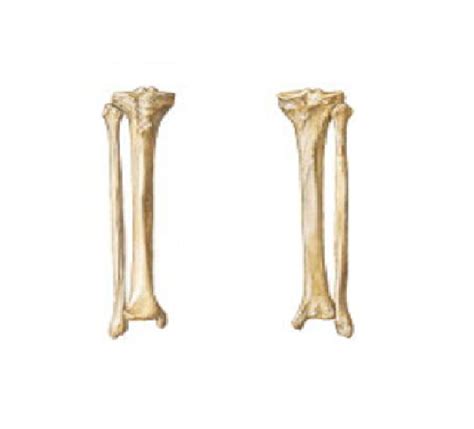 Tibia And Fibula Bens Anatomy Website