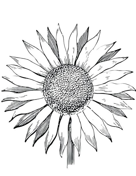 For boys and girls, kids and adults, teenagers and toddlers, preschoolers and older kids at school. Sunflower Coloring Pages For Adults at GetColorings.com ...