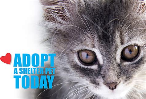 Cat Adoption In Miami Humane Society Of Miami