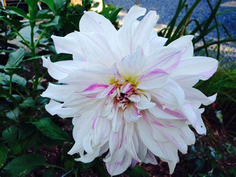 View our selection of affordable dinner plates and charger plates in a variety of colors and styles for only $1 at dollar tree. Dahlia dinner plate species. Southborough, MA | Flower ...