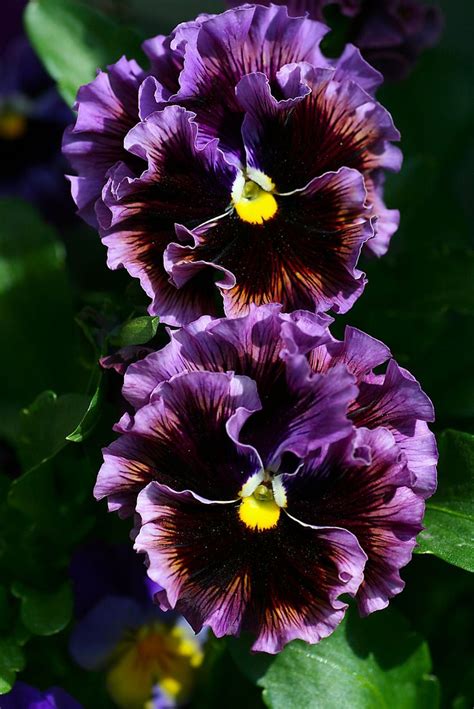 329 Best Pansy Love Images On Pinterest Pansies Vintage Floral And