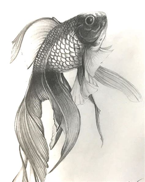 Pencil Drawing Fish Pictures Fish Drawing Drawings Pencil Goldfish