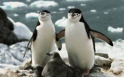 Penguin Wallpapers Desktop Penguins Background Animal Chinstrap