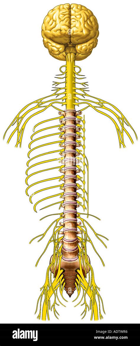Anatomy Of The Brain And Spinal Cord