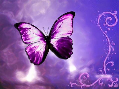 Free Download Freepictures Of Butterflies Wallpapers Hd Desktop