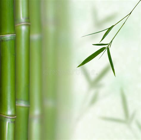 Tige En Bambou Photo Stock Image Du Isolement Branchements 10464796