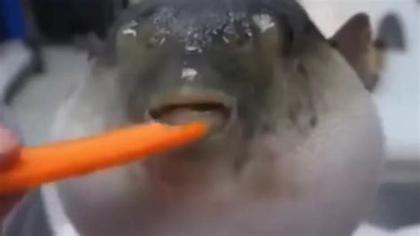 Pufferfish Eating Carrot Meme Moaning Pufferfish Youtube