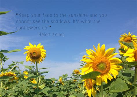 August Sunflower Quotes Quotesgram
