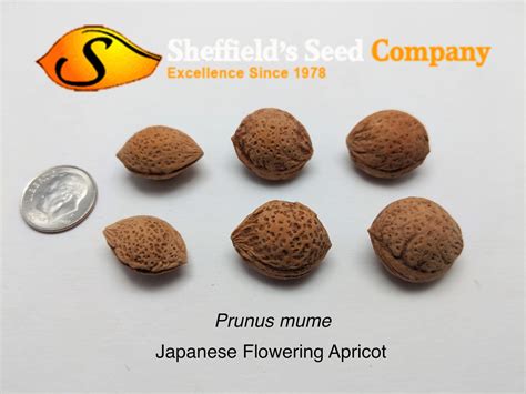 Japanese apricot tree (prunus mume). Prunus mume - Tree Seeds - Japanese Flowering Apricot ...