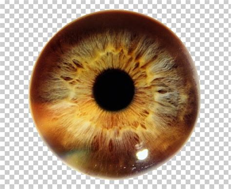 Iris Human Eye Pupil Eye Color Png Clipart Bluegreen Closeup Color