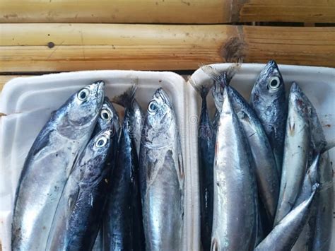 Group Of Fresh Bullet Tuna Fish On White Styrofoam On Bamboo Surface