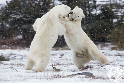 Fighting Polar Bear
