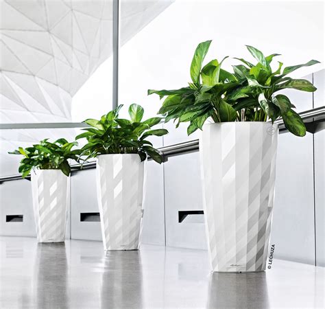 Indoor Plant Pots Sydney G4rden Plant