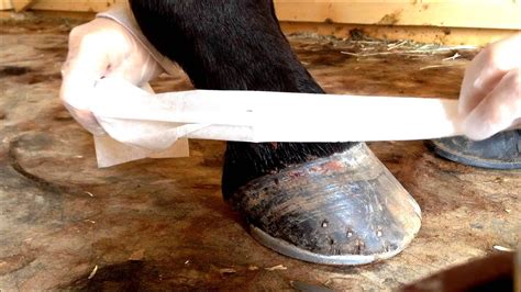 Horse Leg Injuries Injury Injury Choices