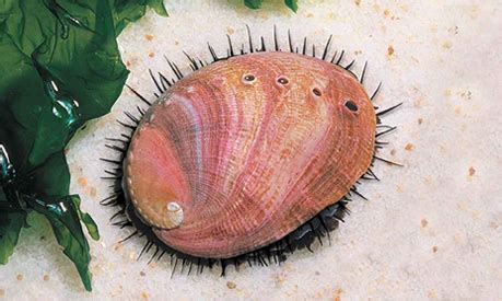 Ülkemiz sularında var olmakla beraber mevcut türler cüsse bakımından küçüktür. Abalón rojo - SUBPESCA. Subsecretaría de Pesca y Acuicultura