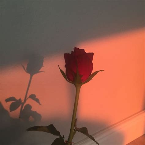 Pin By Veirtaserum On Intense Aesthetic Roses Red Aesthetic Flower