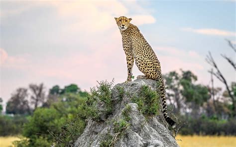 The Top 10 Safari Outfitters African Safari Tour Top Tours Luxury