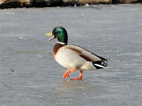 A Mallard Duck Walking On Ice Maxwell Hamilton Flickr