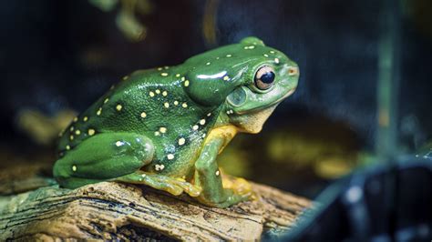 MAGNIFICENT TREE FROG | Reptile and Grow