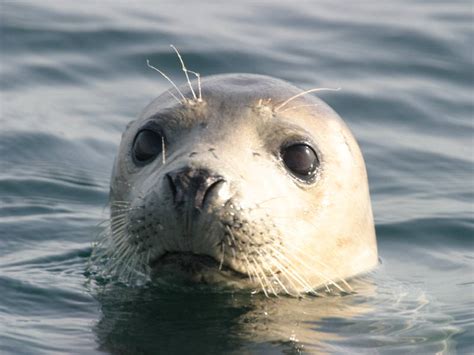 Common Or Harbour Seal Phoca Vitulina Marlin The Marine Life